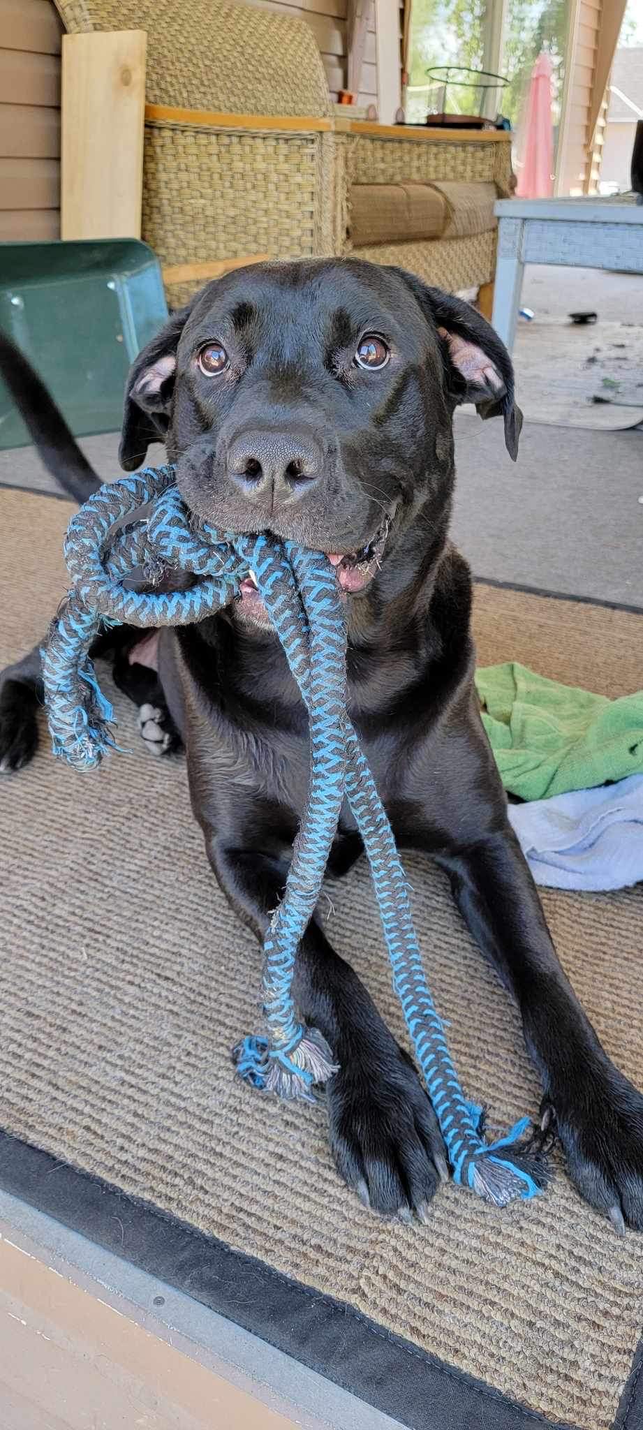 Ashlea's dog