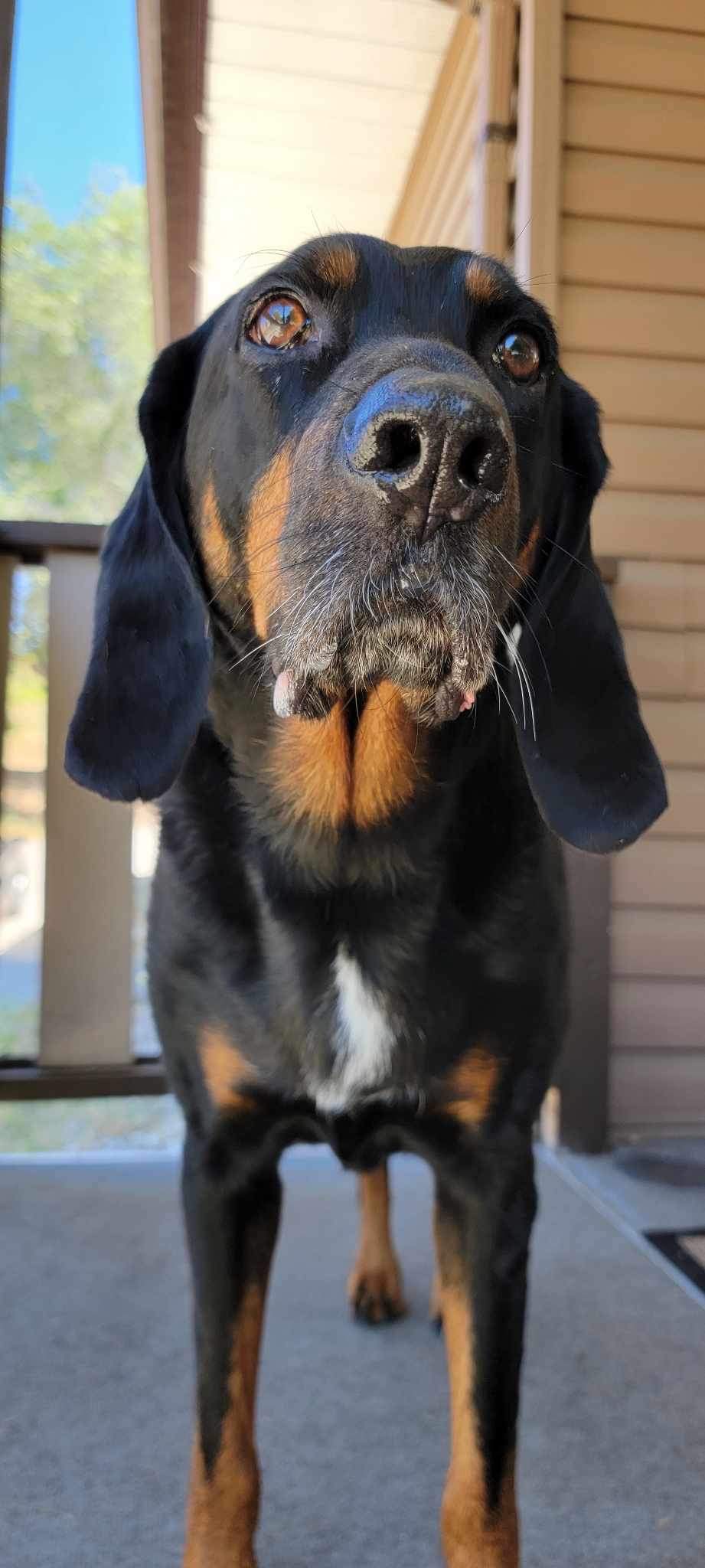 Ashlea's dog